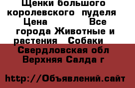 Щенки большого (королевского) пуделя › Цена ­ 25 000 - Все города Животные и растения » Собаки   . Свердловская обл.,Верхняя Салда г.